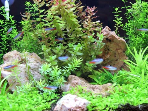 生活氣體的運用